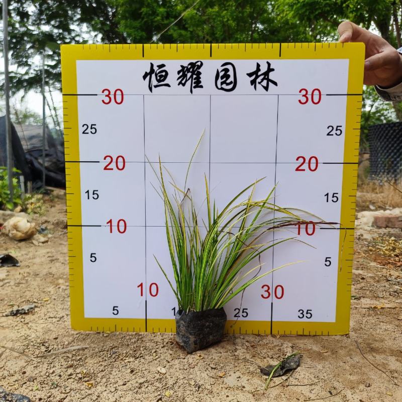 【金叶石菖蒲】5斤袋7斤袋各种规格福建漳州基地直发