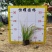 【金叶石菖蒲】5斤袋7斤袋各种规格福建漳州基地直发