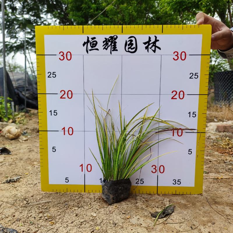【金叶石菖蒲】5斤袋7斤袋各种规格福建漳州基地直发