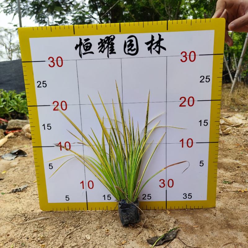 【金叶石菖蒲】5斤袋7斤袋各种规格福建漳州基地直发