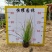 【金叶石菖蒲】5斤袋7斤袋各种规格福建漳州基地直发