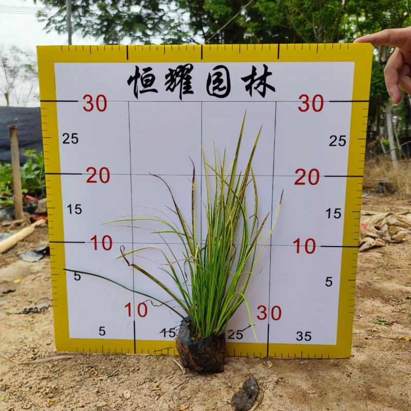 【金叶石菖蒲】5斤袋7斤袋各种规格福建漳州基地直发