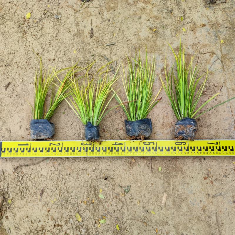 【金叶石菖蒲】5斤袋7斤袋各种规格福建漳州基地直发