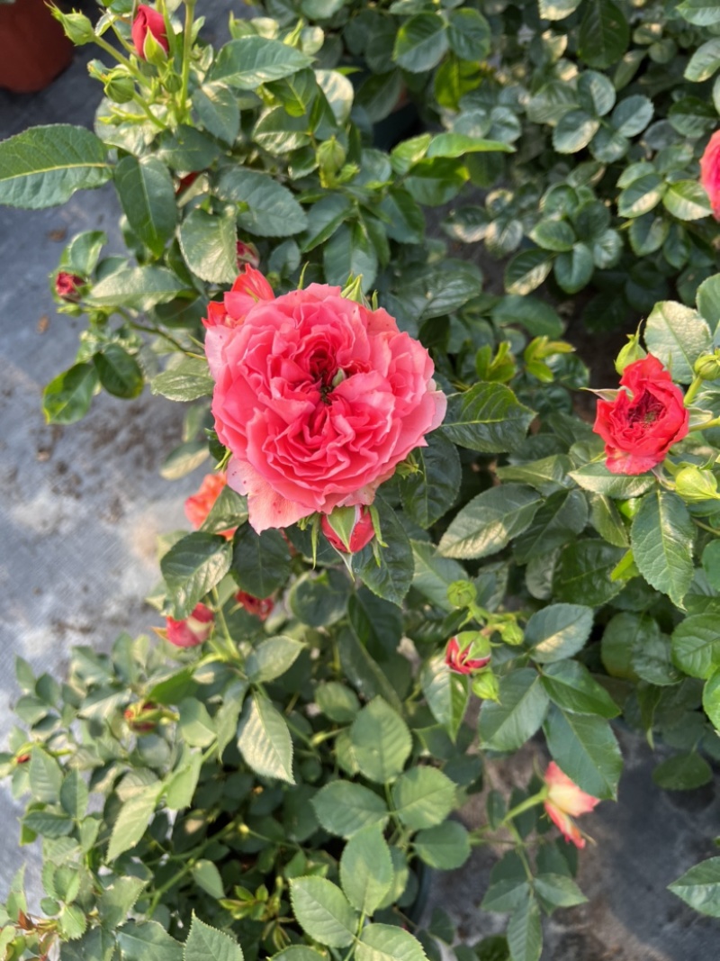 180#月季基地大量生产量大私聊