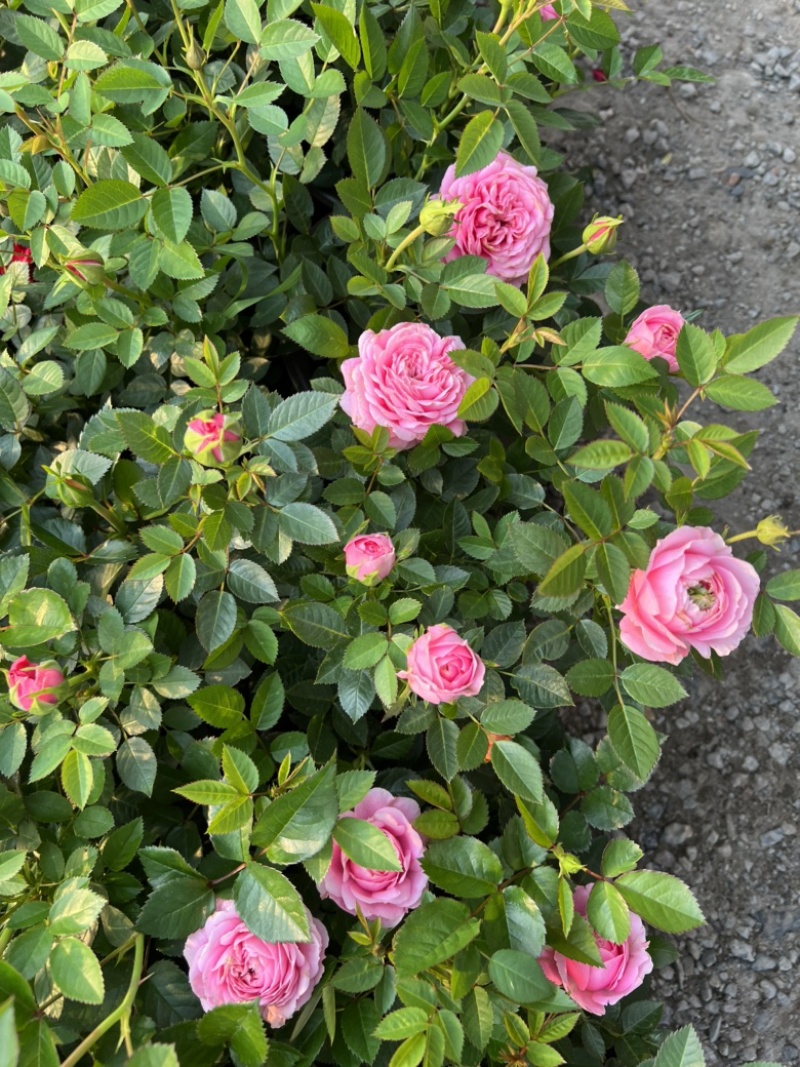 180#月季基地大量生产量大私聊