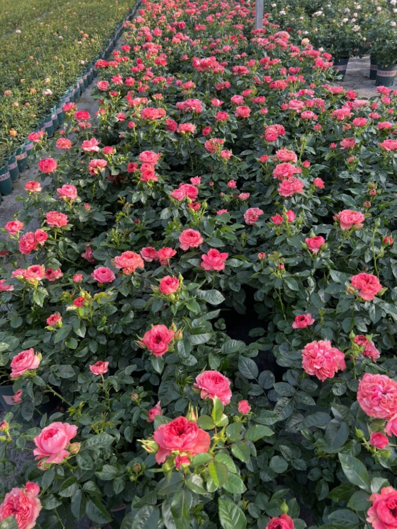 180#月季基地大量生产量大私聊