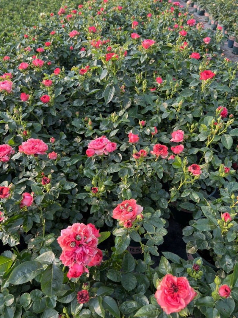 180#月季基地大量生产量大私聊
