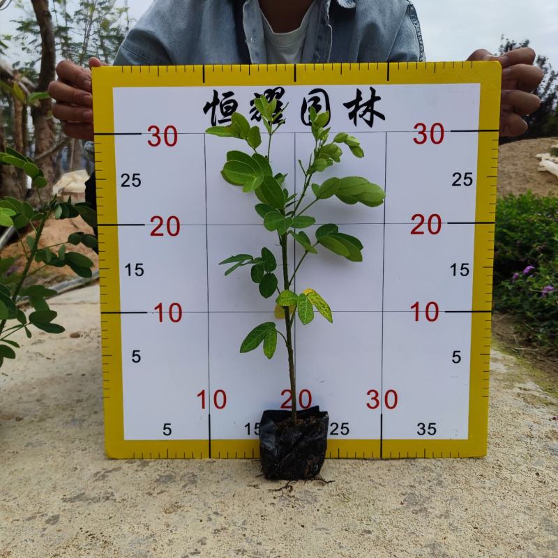 【双荚槐双荚黄槐双荚决明】各种规格欢迎合作洽谈