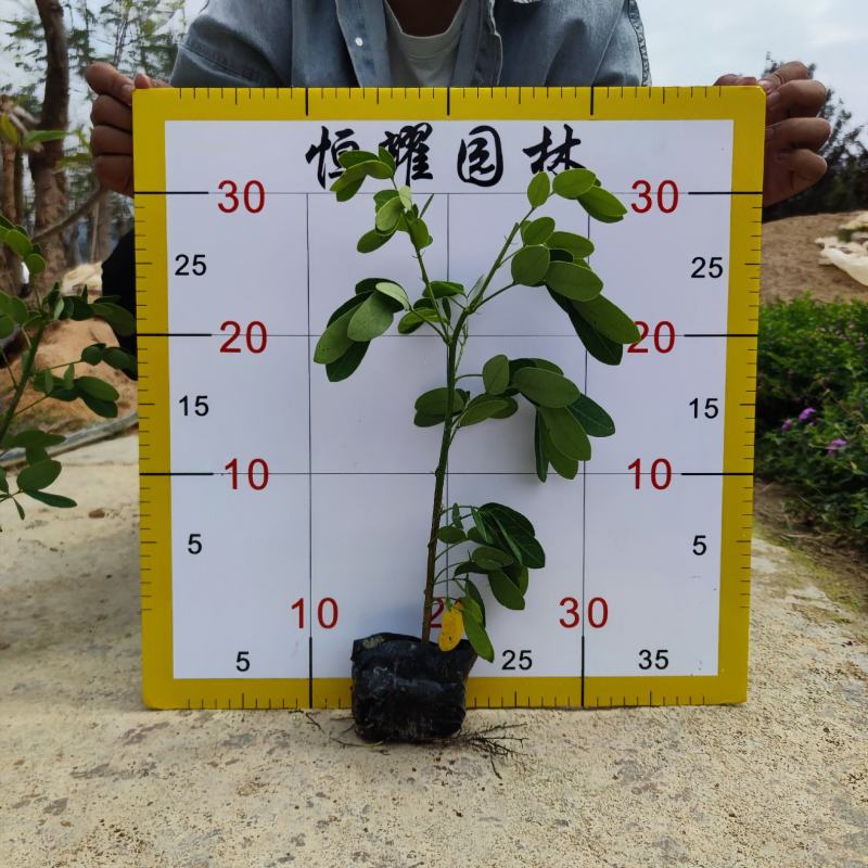 【双荚槐双荚黄槐双荚决明】各种规格欢迎合作洽谈