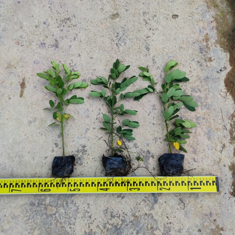 【双荚槐双荚黄槐双荚决明】各种规格欢迎合作洽谈