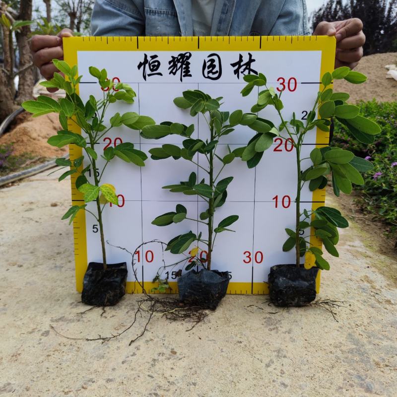 【双荚槐双荚黄槐双荚决明】各种规格欢迎合作洽谈