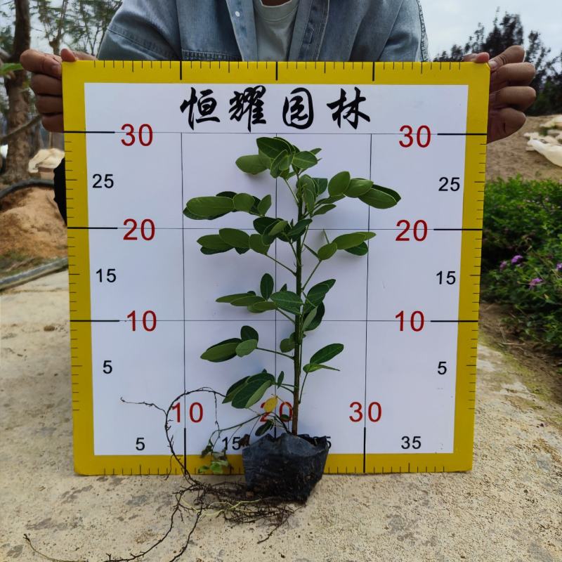 【双荚槐双荚黄槐双荚决明】各种规格欢迎合作洽谈