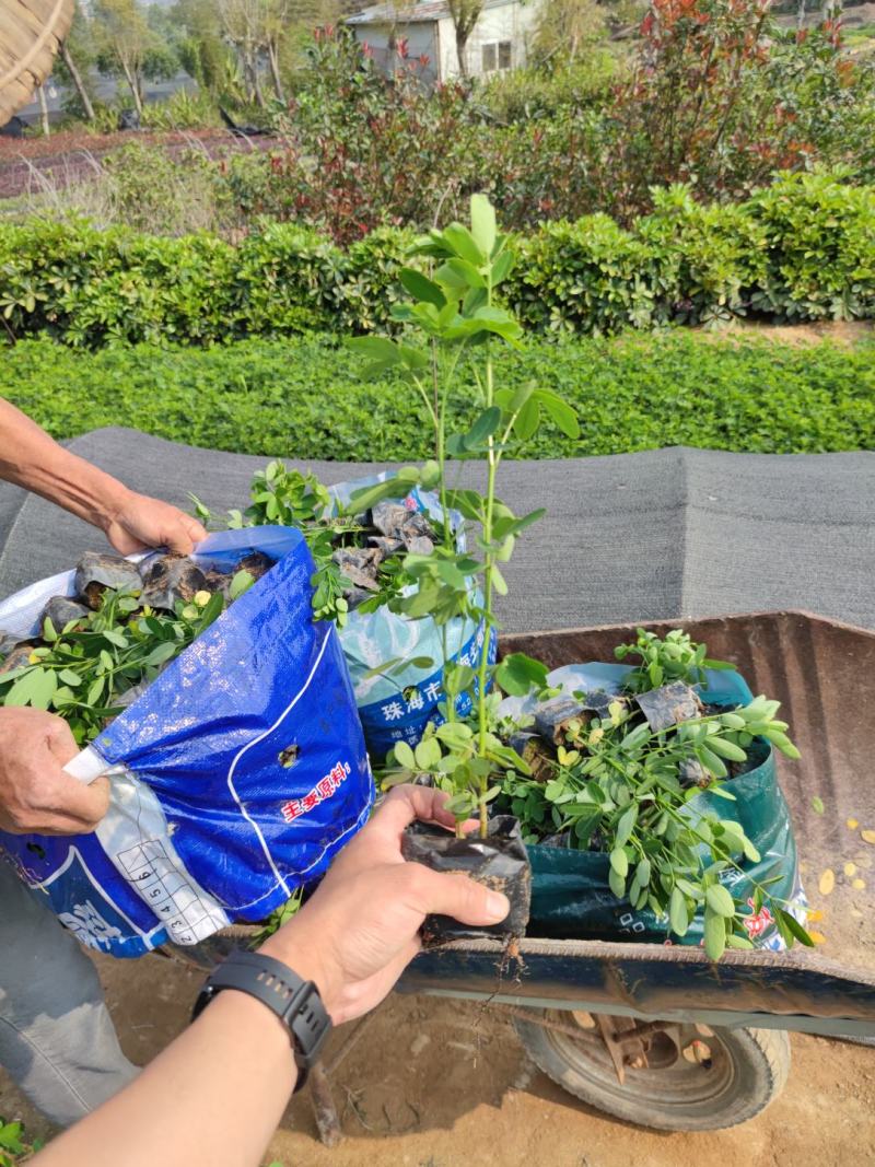 【双荚槐双荚黄槐双荚决明】各种规格欢迎合作洽谈