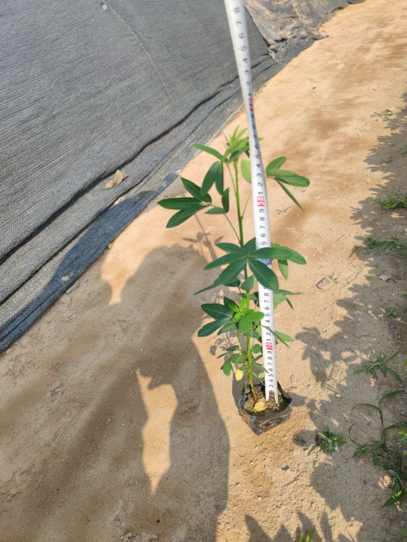 【双荚槐双荚黄槐双荚决明】各种规格欢迎合作洽谈