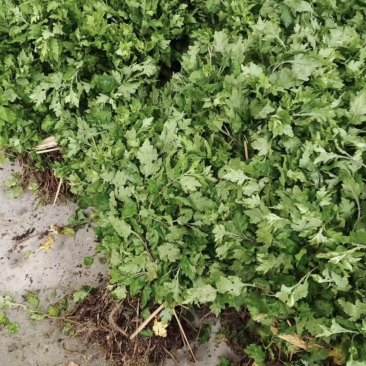 杭白菊菊花苗包活。种植后可回购