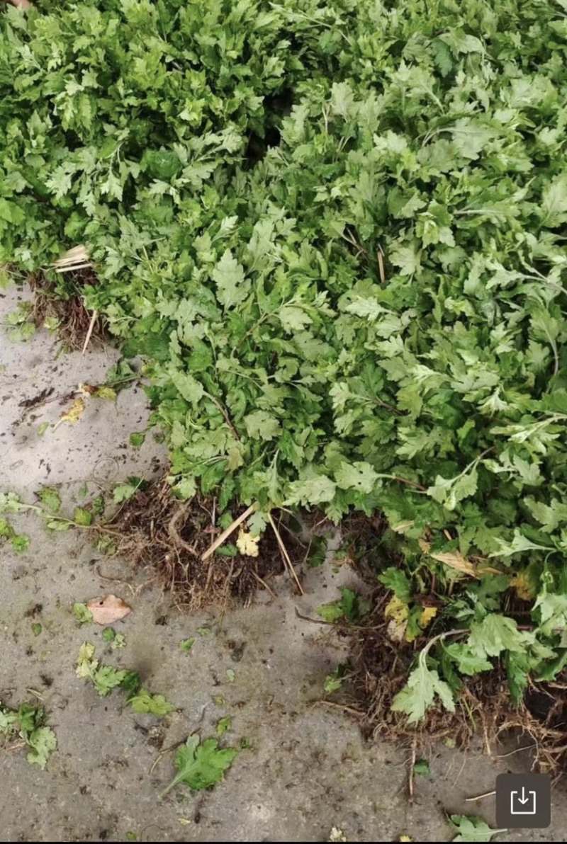 杭白菊菊花苗包活。种植后可回购