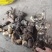 黄精纯野生鸡头黄精观音苔鲜货上市贵州地道中药材