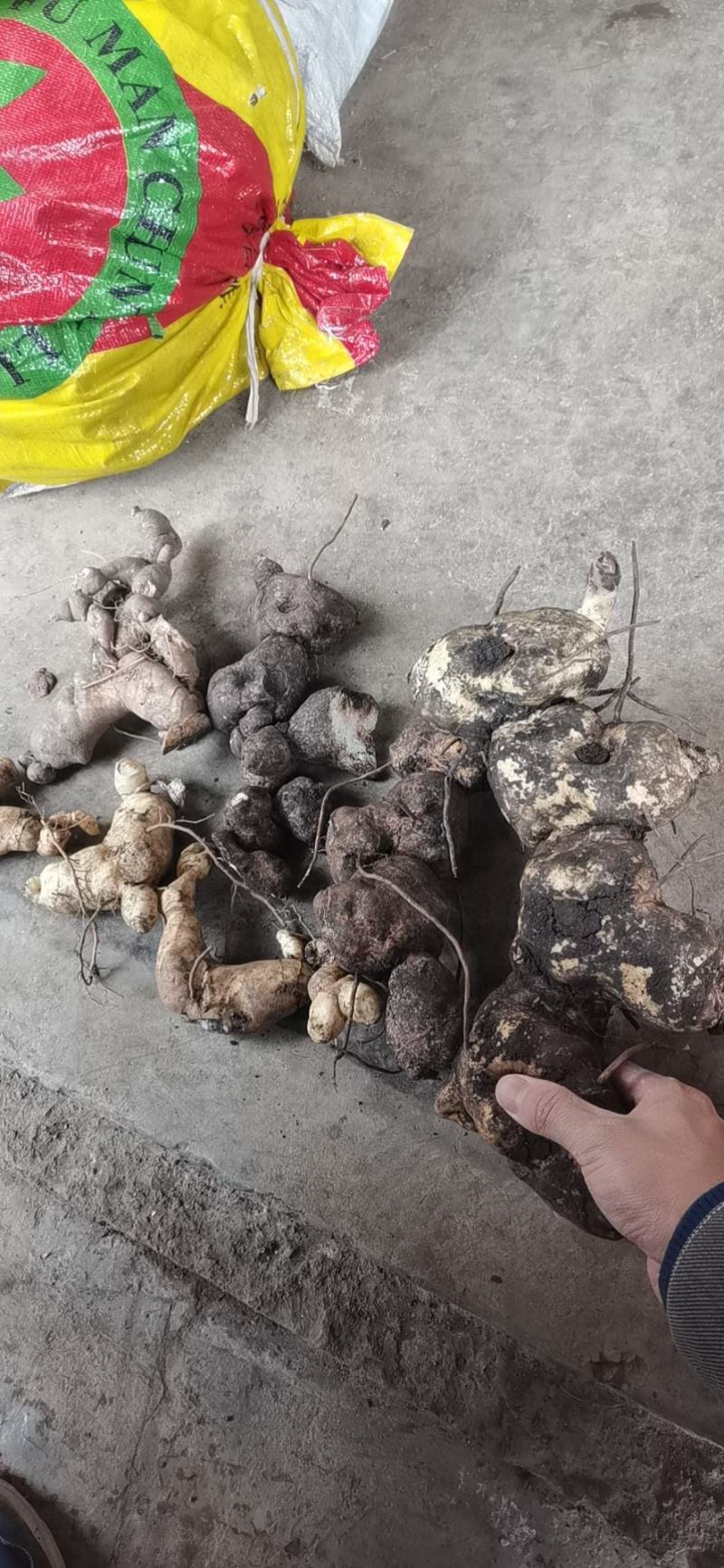 黄精纯野生鸡头黄精观音苔鲜货上市贵州地道中药材