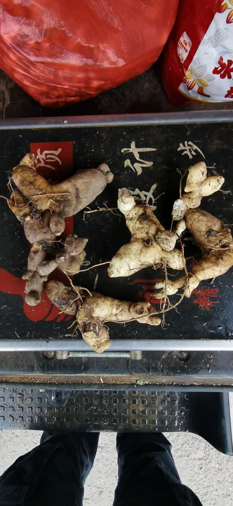 黄精纯野生鸡头黄精观音苔鲜货上市贵州地道中药材