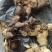 黄精纯野生鸡头黄精观音苔鲜货上市贵州地道中药材
