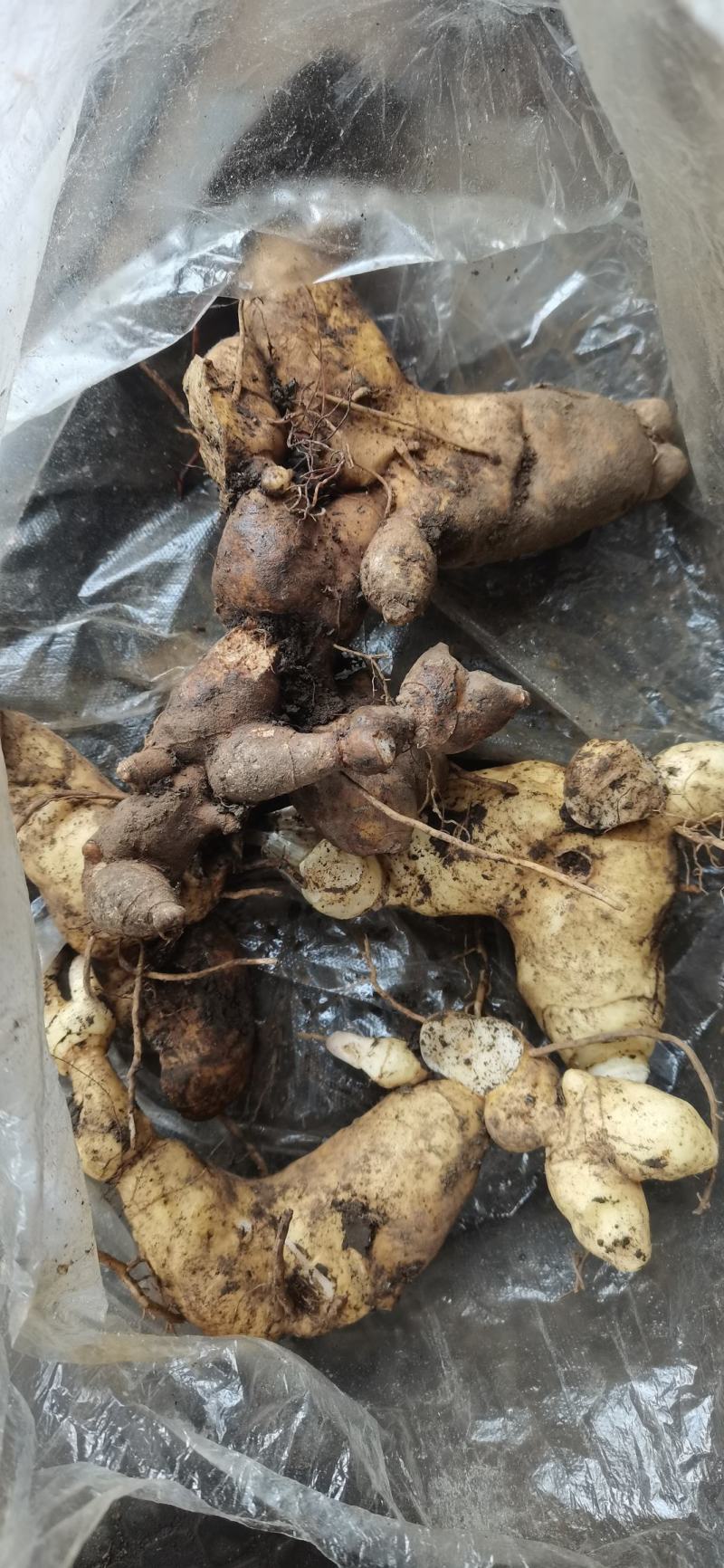黄精纯野生鸡头黄精观音苔鲜货上市贵州地道中药材