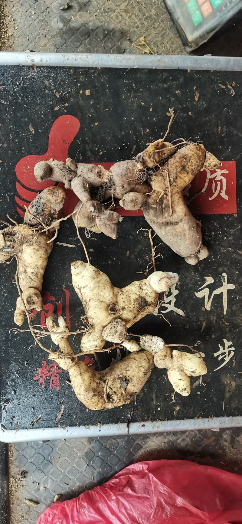 黄精纯野生鸡头黄精观音苔鲜货上市贵州地道中药材