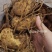 黄精纯野生鸡头黄精观音苔鲜货上市贵州地道中药材