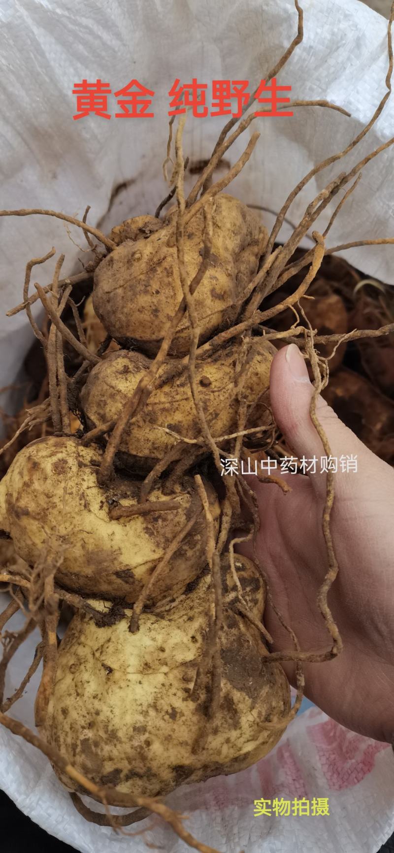 黄精纯野生鸡头黄精观音苔鲜货上市贵州地道中药材