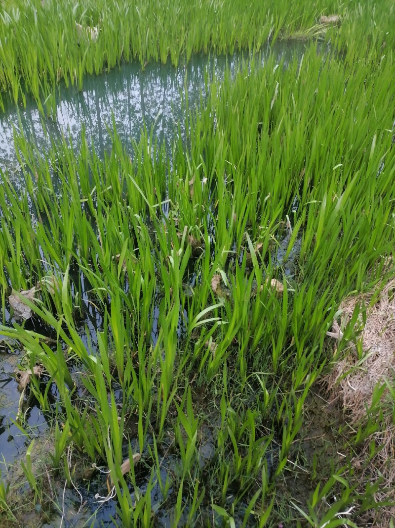 菖蒲水菖蒲