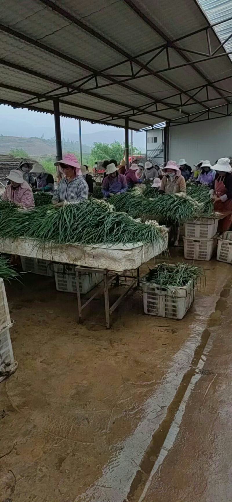 红根蒜苗