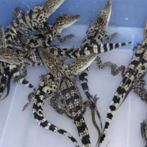 鳄鱼苗图片