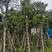 海南红豆树10-12公分、广东普宁现货、欢迎联系。