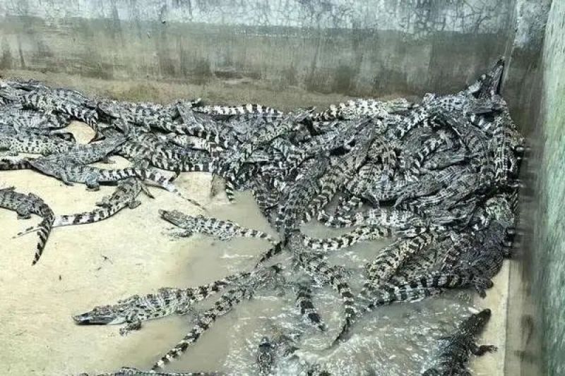 鳄鱼苗图片，鳄鱼肉，活体鳄鱼，鳄鱼罐头，鳄鱼标本，鳄鱼蛋