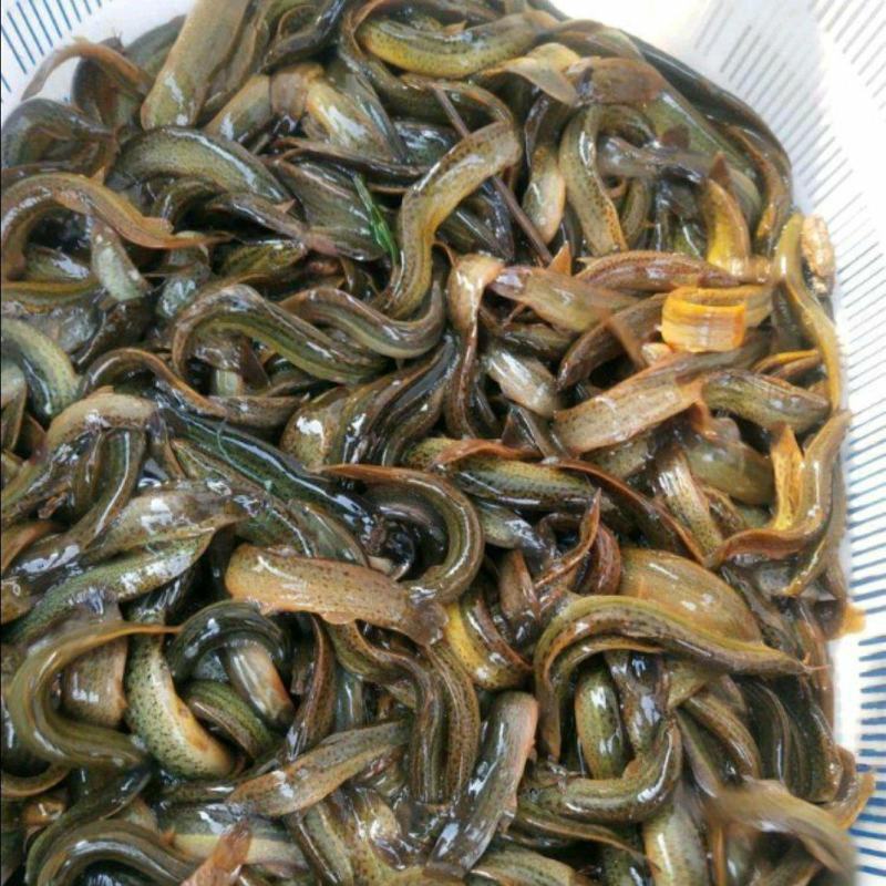 批发泥鳅大小泥鳅大量现货供应充足淡水泥鳅各种各样