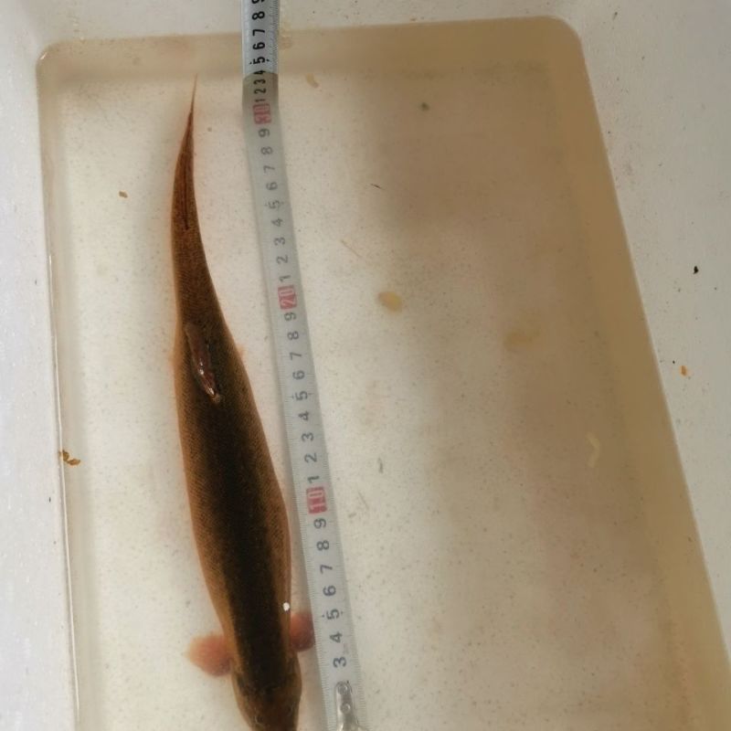 批发泥鳅大小泥鳅大量现货供应充足淡水泥鳅各种各样