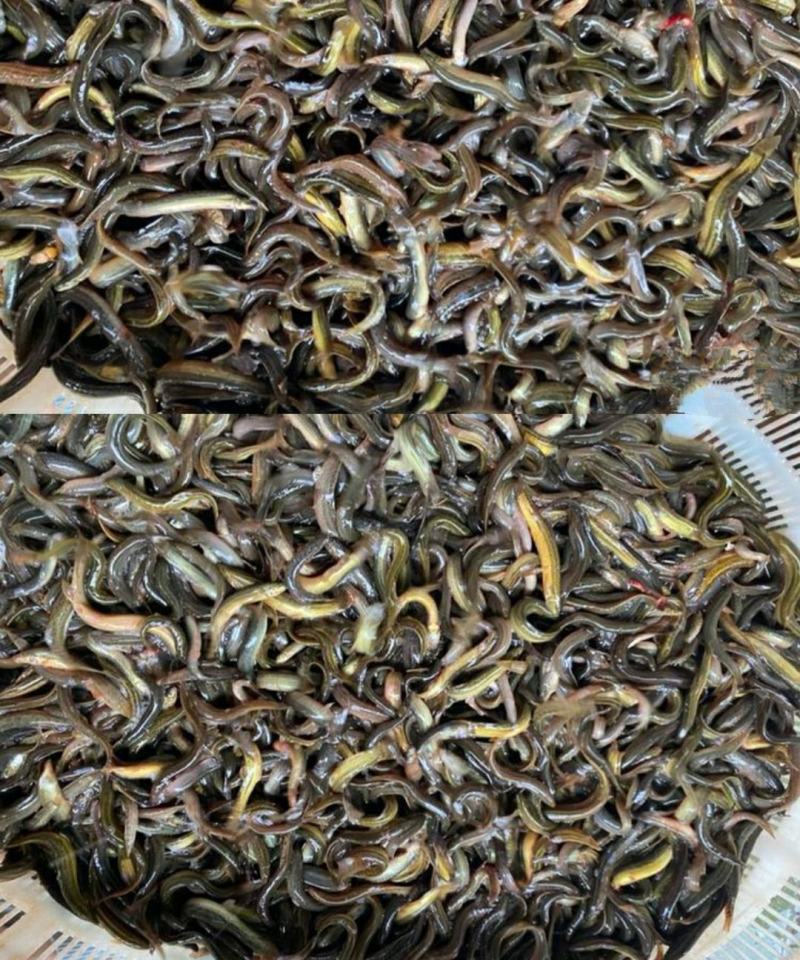 批发泥鳅大小泥鳅大量现货供应充足淡水泥鳅各种各样