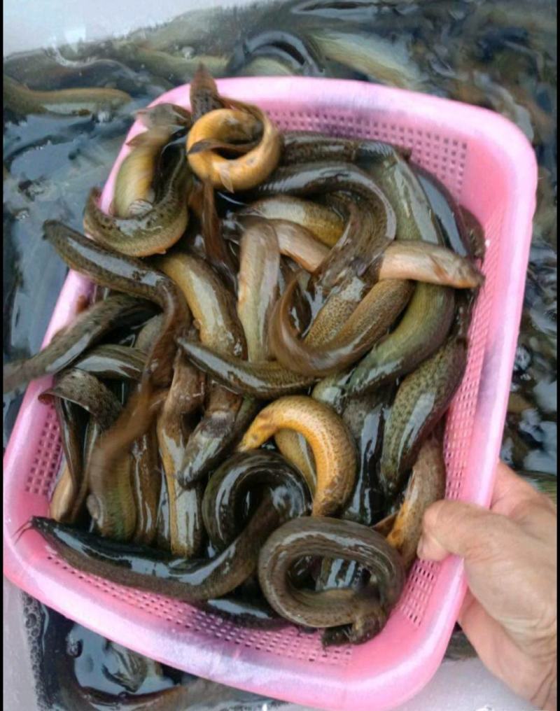批发泥鳅大小泥鳅大量现货供应充足淡水泥鳅各种各样