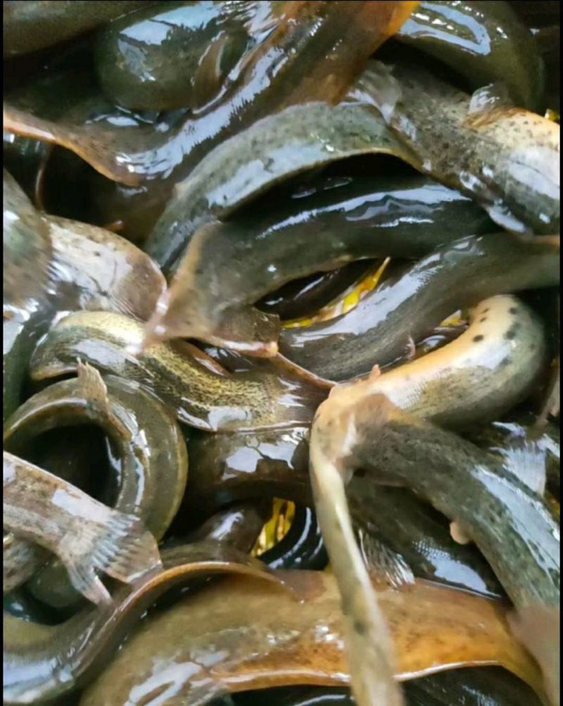 批发泥鳅大小泥鳅大量现货供应充足淡水泥鳅各种各样