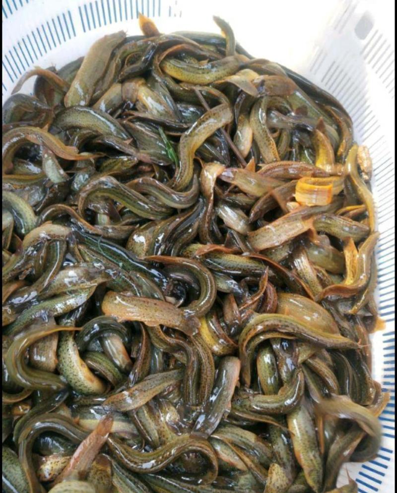 批发泥鳅大小泥鳅大量现货供应充足淡水泥鳅各种各样