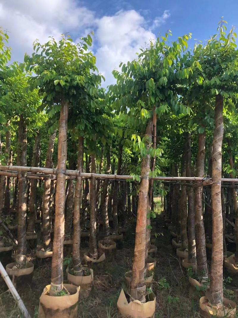 海南葡萄树8-10公分、广东普宁现货。支持视频。欢迎联系