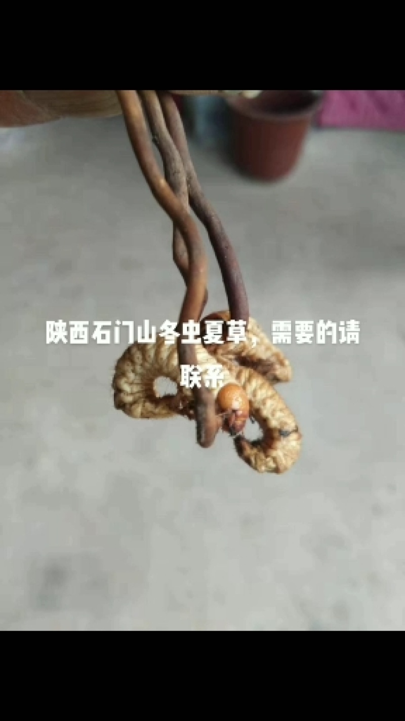 虫草，陕西冬虫夏草产地直销，欢迎各位老板联系下单
