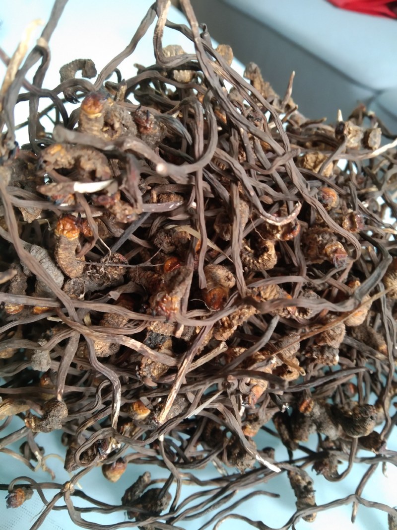 虫草，陕西冬虫夏草产地直销，欢迎各位老板联系下单