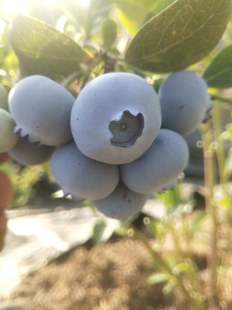 大连庄河暖棚蓝莓