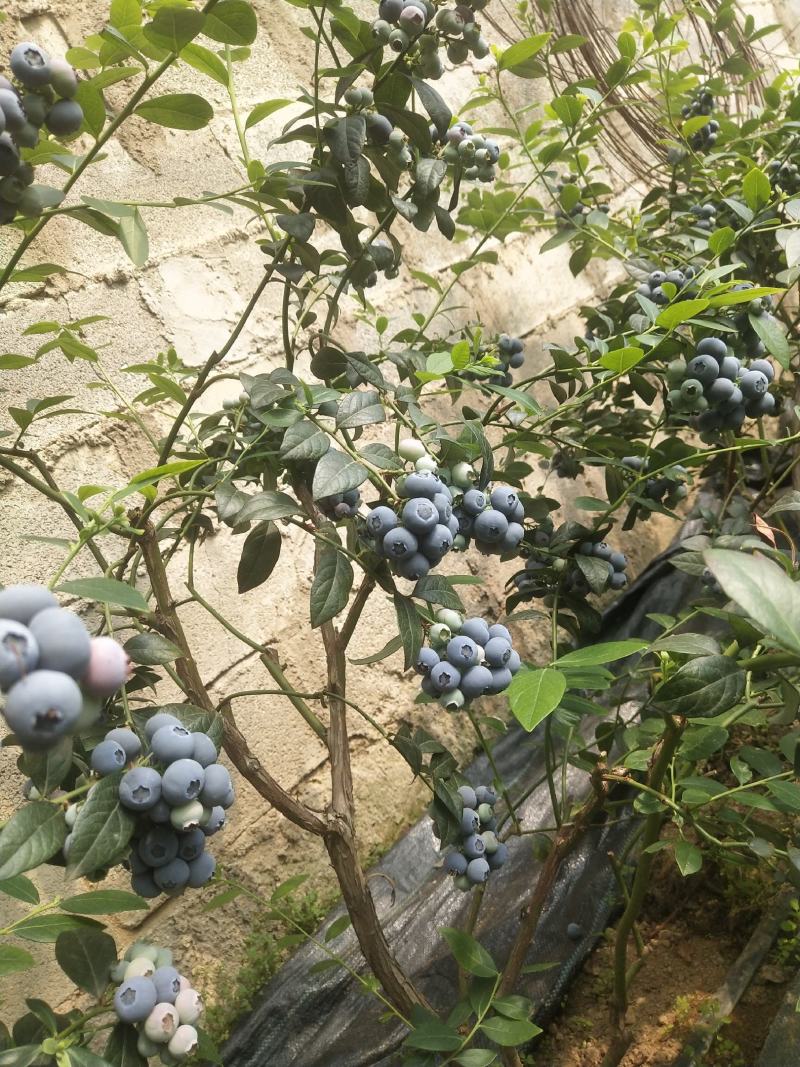 大连庄河暖棚蓝莓