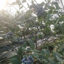 大连庄河暖棚蓝莓