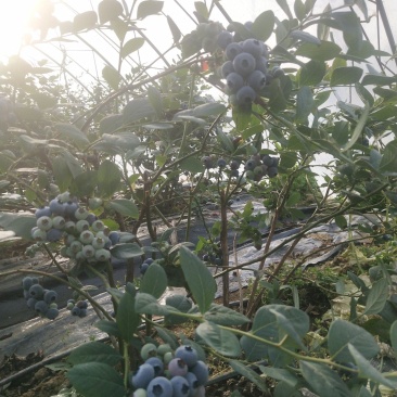大连庄河暖棚蓝莓