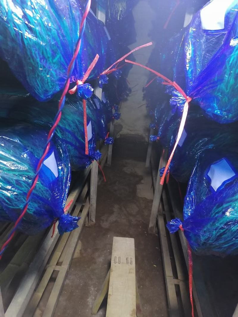 聊城大张蒜苔大量上市，需要的老板提前联系！