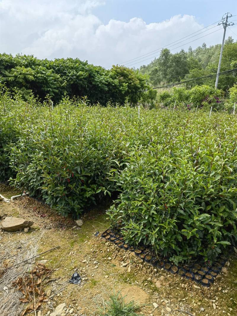 山杜英苗