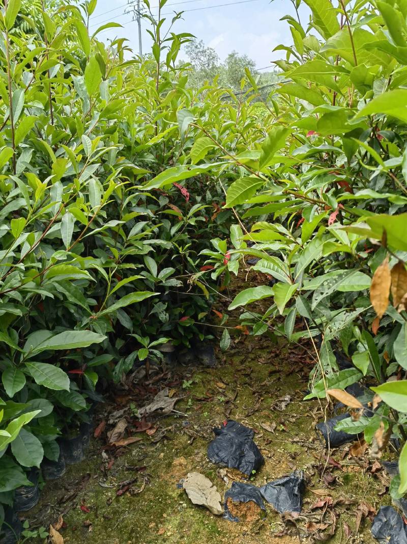 山杜英苗