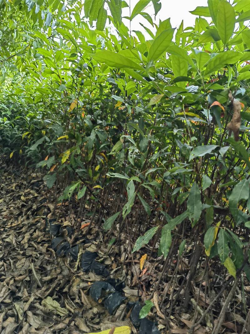 山杜英苗